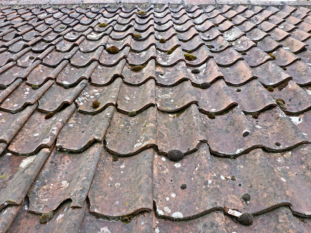 Moss and lichen build up on aged roof tile